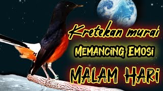 KRETEKAN MURAI BATU MALAM GACOR ISIAN NAIKAN EMOSI, SEKALI DENGAR BIKIN MURAI APAPUN LANGSUNG EMOSI