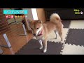 犬のしつけ チャイム吠え／豆柴がチャイム音で鳴くのでしつけしてみた💗柴犬shibainu🐶