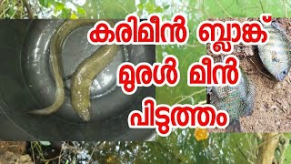 ചൂണ്ടയിൽ കുടുങ്ങിയ ബ്ലാങ്ക്  Eel fish or Mananjil fish #eelfishing