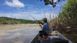 Baung  Ekor  Merah Jom Mancing sempena cuti #fishing #sungai #baung #baungmajalah3 #river #cuti