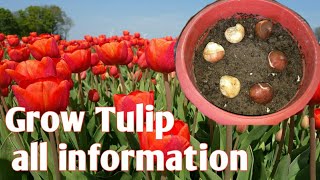 How to grow tulips | कभी था सोने से भी मंहगा पौधा Home/Garden