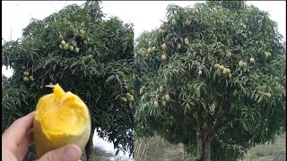 exelente producción de mango 🥭