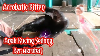 Acrobatic Kittens|Anak Kucing Ber Akrobat