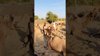 Camel baby and mother #shorts