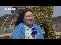 태안반도 꽃망울 나들이객 시선 붙잡아 kbs뉴스 news