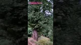 🌳 ماسال 🌲🌲🌲 گزارش ارسالی از الین خانم عزیز از اعضای محترم گروه پرسش و پاسخ🪴