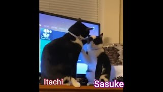 Cats : Itachi VS Sasuke