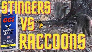 Hunting Raccoons With CCI .22 Stingers