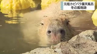 観光客もほっこり　冬の風物詩・元祖カピバラの露天風呂　静岡・伊豆シャボテン動物公園