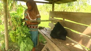 PANEN SAYURAN \u0026 BUAH SIRSAK DI SAWAH YU KAISEM