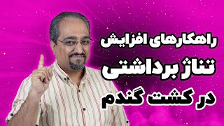 راهکارهای افزایش تناژ برداشتی در کشت گندم