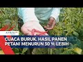 Cuaca Buruk, Hasil Panen Petani Menurun 30% Lebih