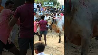 ఈ నంది గిత్తకి f🔥RCE ఎక్కువ ఉంటది #dnrbulls #basava #nandi #ongolebulls #shortsfeed#viral