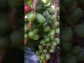 kopi arabika jos . kabupaten aceh tengah takengon