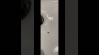 ITSY -￼ BITSY SPIDER!￼