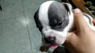 มาดูลูกหมาอเมริกันบูลลี่ อายุ 25 วัน กันจ้าาา [American Bully]