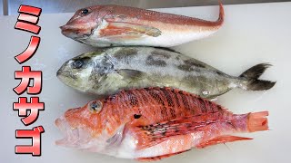 Sub❗ Ji's dinner❗ Lionfish and others