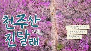 천주산 진달래 추천 산행코스 / 사진 촬영 포인트 7곳 / 개화현황 / 주변 맛집 / 창원시 진달래 군락지 등산코스 / 백패킹