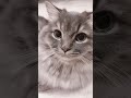 世界一あざと可愛い子猫がコチラです… おすすめ cat ねこのいる生活 猫 かわいい つまみちゃん ラガマフィン 子猫 shorts