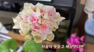 타투타투초이 제라늄 또다르게핀다.꽃피우는나무(나태주)키다리아저씨