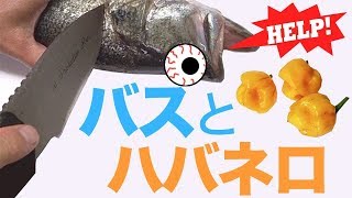 ブラックバスを釣って食う みねバスとハバネロ〜ね mine bass to habanerone