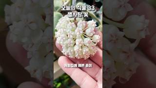 33. 이 꽃이 바로 매화XX에요!! 향기도 엄청 좋다는데 과연?!