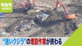 死んだ“迷いクジラ”の埋設作業終わる　吉村知事「ガスがたまって爆発すれば大変。速やかに行動することが重要」（2024年2月26日）