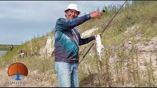 PESCA DE LISAS EN EL RIO SALADO