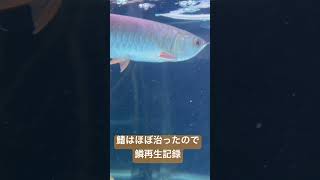 過背金日記109 アジアアロワナ　 過背金龍　鱗再生記録　2025年1月30日 #arowana #aquarium #fish #アジアアロワナ