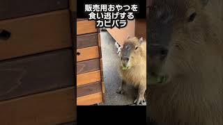 #カピバラ 　#おやつ 　#癒し #capybara #animals #かわいい #動物園 #動物