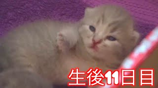 溺愛ママ〜赤ちゃんの体重測定時の母猫の我が子を可愛がる様子！人間の親みたいw