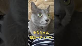 朝だけパパに激甘になる猫（ロシアンブルー）#shorts