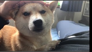 室内柴犬と過ごすとこういう時間が増える -- Shiba is so cute.--