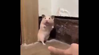 Hamster Screaming.exe