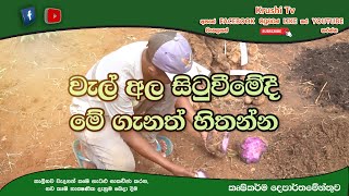 වැල් අල සිටුවිමේදි මේ ගැනත් හිතන්න | Krushi Tv