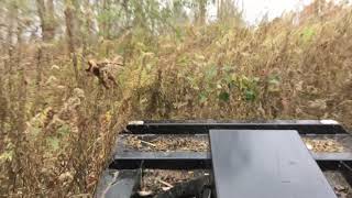 New Holland skid steer mowing overgrown field