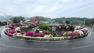 音戸の瀬戸公園（音頭大橋）の桜とツツジ（広島県呉市）が見ごろを迎えつつある。青物開幕！山口の周防大島堤防から青物が釣れてるよ