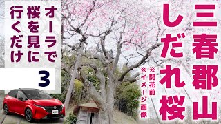 【オーラで桜を見に行く】\