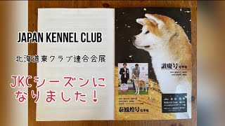 【JKCドッグショー】北海道東クラブ連合会展に行ってきました！#秋田犬#ドッグショー#JKC