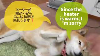 #柴犬#年末#挨拶#ShibaInu#Greeting 今年も 動画を見て頂きありがとうございました❗️