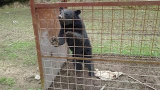 京都府　京丹波町口八田地域　ツキノワグマ捕獲‥‥！！！