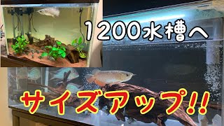 過背金龍　1200水槽へサイズアップ‼