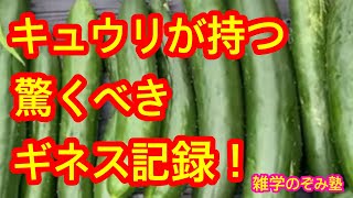 【雑学】キュウリが持つビックリするギネス記録を２つ紹介します！