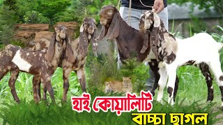 নাটোরের শাহীন ভাই এর হাই কোয়ালিটি কালারফুল খাসি ও পাঠি ছাগল নিতে চাইলে ভিডিওটি দেখুন।Goat Price