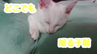 【保護猫】ケージの外で眠れるようになりました！