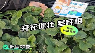 水溶肥品牌-陕西华阴草莓用翠姆根碧多+微生物菌剂，叶片翠绿有韧性，开花多