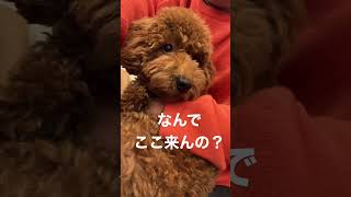 病院に来て震えるトイプー　#shorts #トイプードル #toypoodle