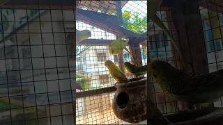 ദേ അങ്ങോട്ടു നോക്കു #nostalgia #freestyle #virelvideo #pets #petlovers #birds #lovebirds