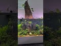 5,000 liter planted aquarium #shorts