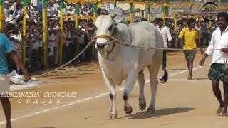 Hyper Active Ongole Bull Attacking Another Bull While Entering the Court